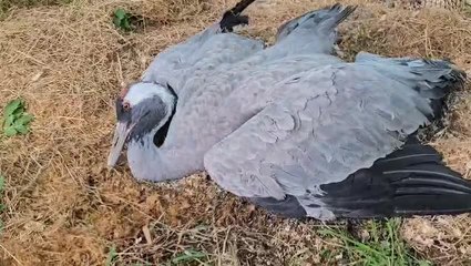 Namur: une grue cendrée atteinte de la grippe aviaire