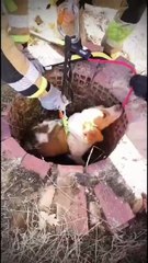 Rescate de la perrita Zoe en una bodega en Oncina de la Valdoncina