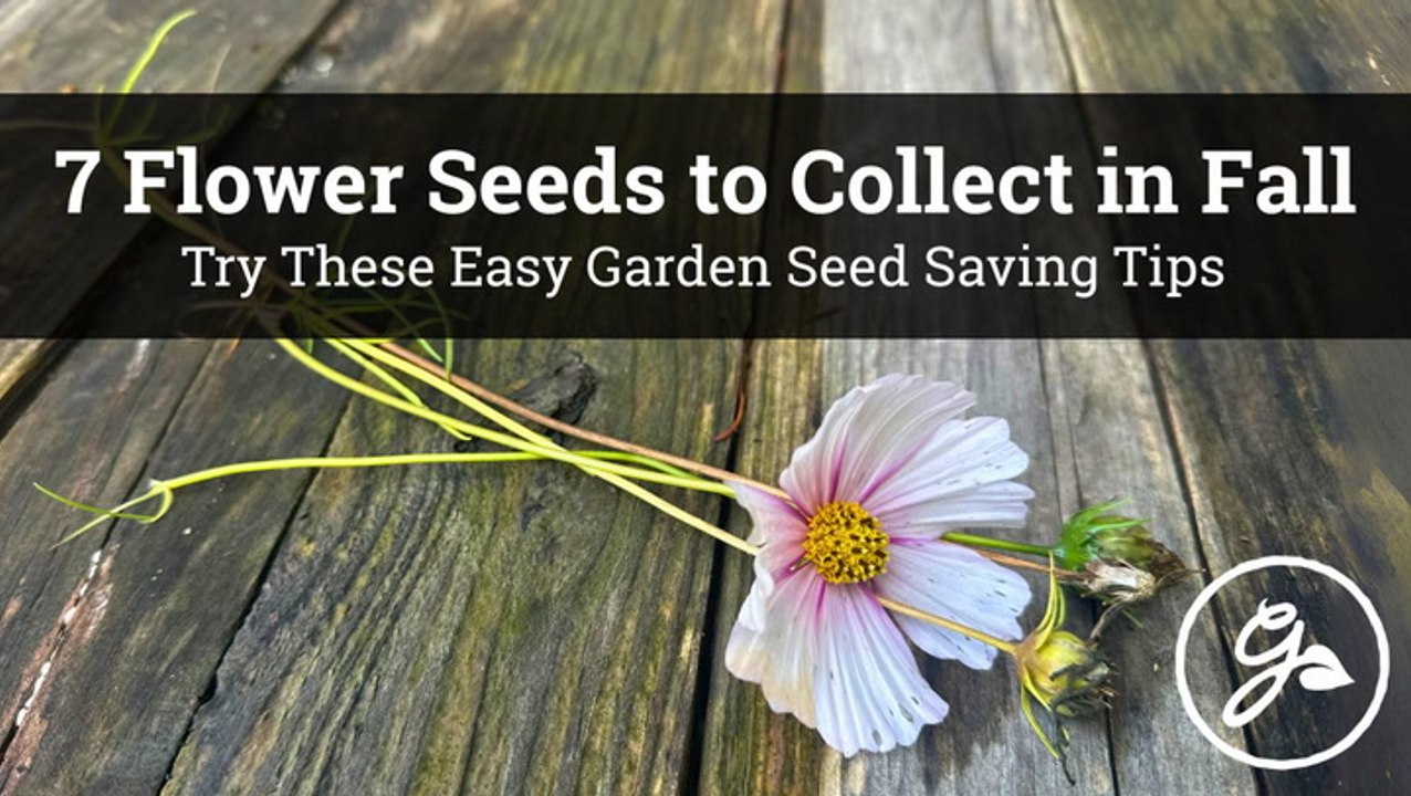 7 Easy Flower Seeds to Collect in Fall | Save Money & Grow More