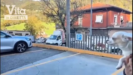 Il video del cane di Pamela Genini consegnato alla madre