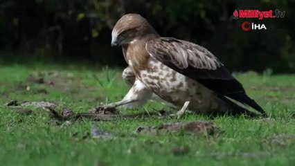 Doğada nadir görülen anlardan biri! Bursa'da kaydedildi