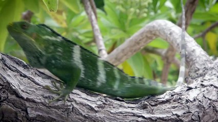 These Iguanas Can Communicate Without Making a Sound!
