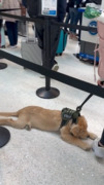 Sleepy Service Dog Gets Gently Dragged Through Airport Line