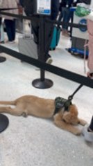 Sleepy Service Dog Gets Gently Dragged Through Airport Line