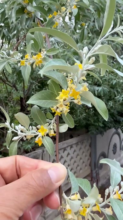 Did you recognize this plant?