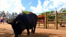 Os animais mais fofos do mundo N•679