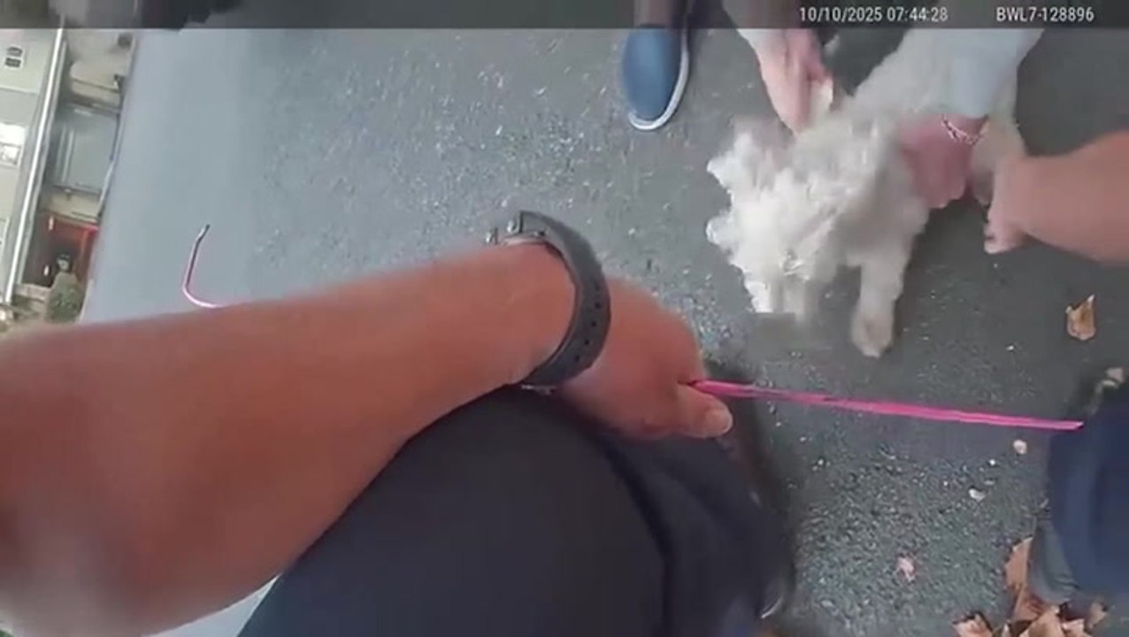 Dog rescued from storm drain after slipping off collar