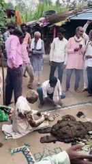 Seeking blessings from cow dung