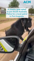 Goat joins cops on patrol in Port Douglas