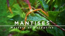 Documental - Mantis - Amas del engaño - 🌸 