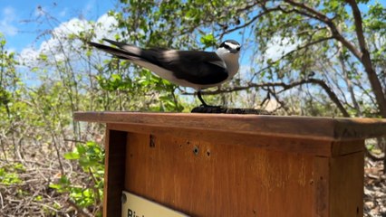 Tasmanian couple takes on new adventure as caretakers of the Low Isles