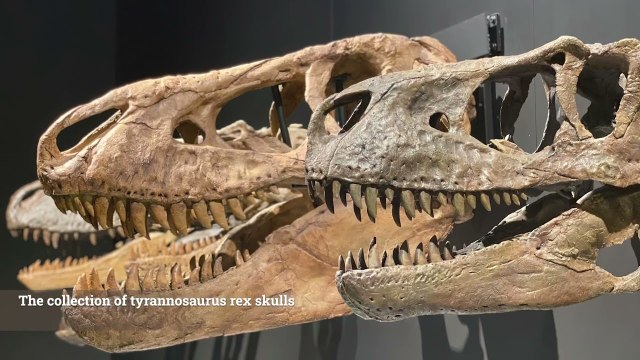 39 Australian Museum, Sydney