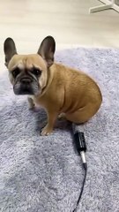 dog Sound Effect _ Puppy Fart Sound Funny Video #shorts (1)