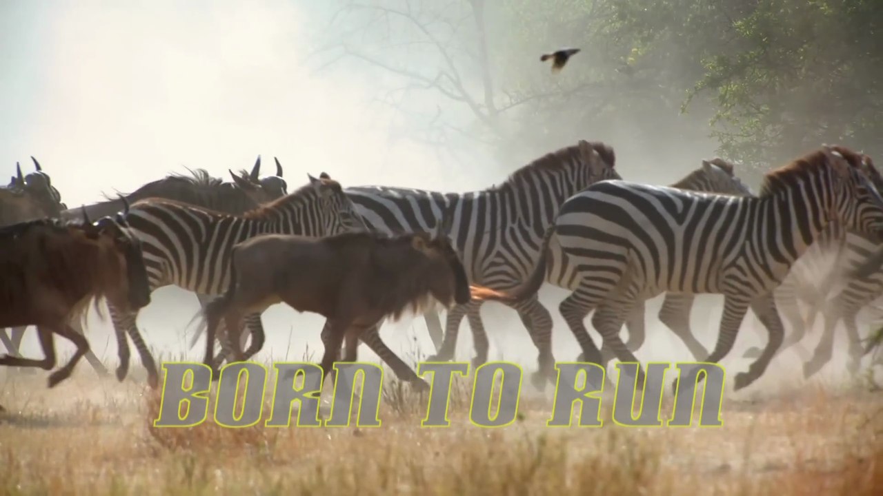 Documental - Nacidos para correr - 💨 "CARRERA por la VIDA: Los 10 Animales MÁS RÁPIDOS y sus Tácticas para NO MORIR en el Intento"