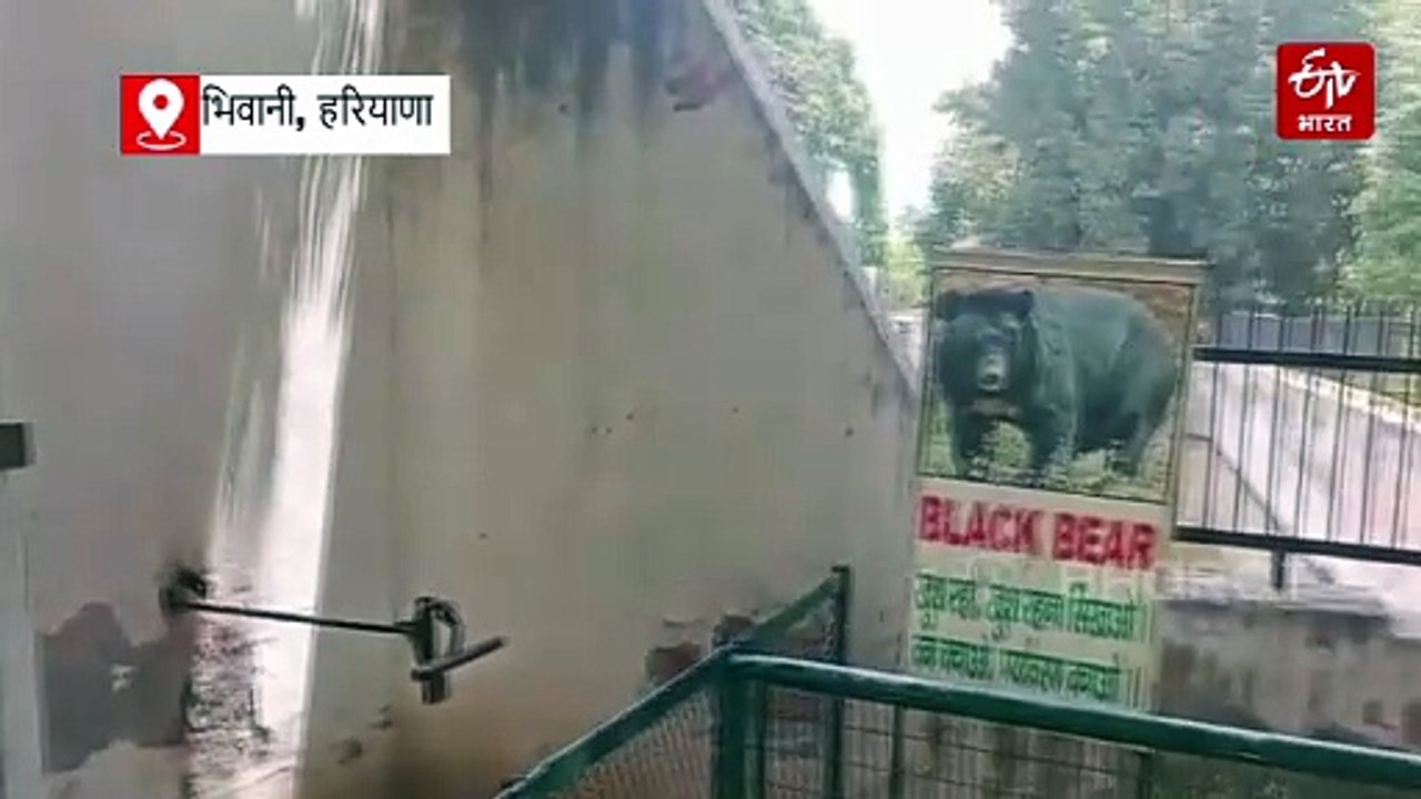 भिवानी जू में बढ़ रहा शेरों का कुनबा, गूंजी नन्हे शावकों की दहाड़, शेरनी गीता ने तीन शावकों को दिया जन्म