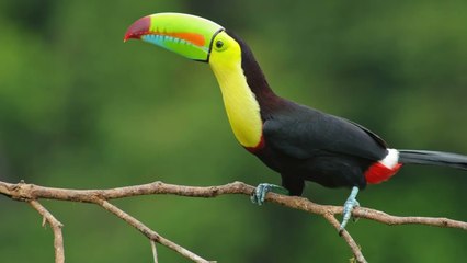 71 National Anthem of Costa Rica