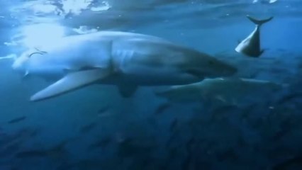 Shark Gordon's Most Dangerous Moments