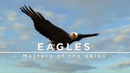 Documental - Águilas - Amas de los cielos -  "Cazador Implacable: Águilas al LÍMITE | El Depredador Aéreo MÁS FEROZ de la Naturaleza"