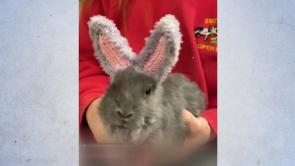 귀 없어 슬픈 토끼 '고흐', 감동 선물에 '쫑긋' [앵커리포트] / YTN