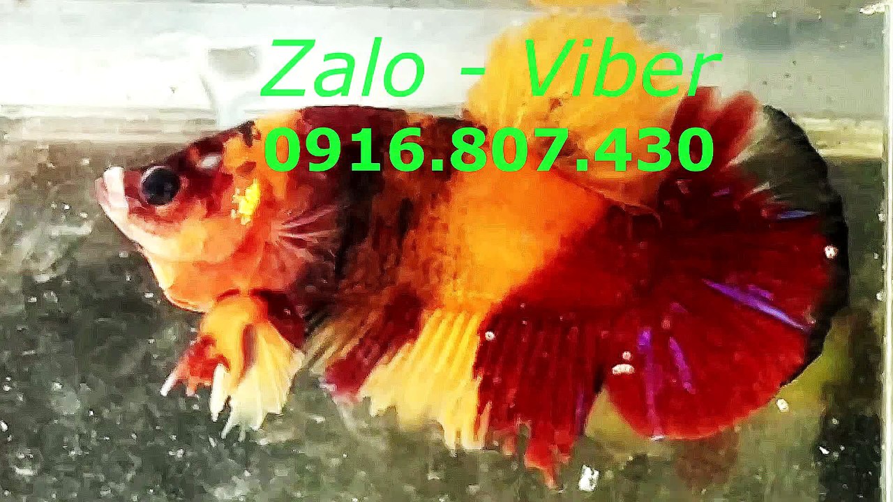 Mux251014121120