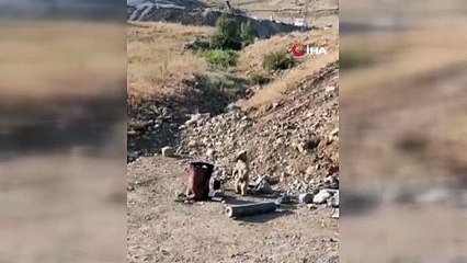 Dağdan inen ayı çöp kovasında yemek aradı