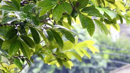 🌧️ Musique Spirituelle avec Bruit de Pluie | Détente Profonde, Méditation, Guérison Intérieure
