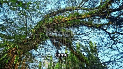 Scopri il Legno di SAMBA_ Caratteristiche