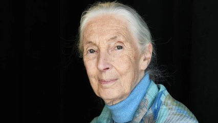 World Mourns Jane Goodall: Details Emerge About Her Passing