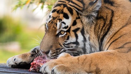 Zoo Sparks Outrage After Requesting Pet Donations to Feed Carnivorous Animals