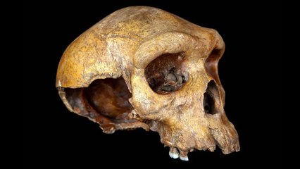 Scientists Stunned by 300,000-Year-Old Skull Unlike Any Known Human Species