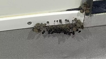 Health Warning Issued to University Student After Shocking Discovery Of What is Growing In Their Walls