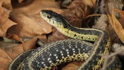 Proven Tips to Keep Snakes Out of Your Home and Protect Your Family