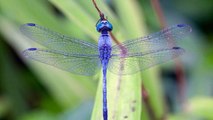 Dragonflies Can Devour Hundreds of Mosquitoes Daily — Here’s How to Attract Them to Your Yard