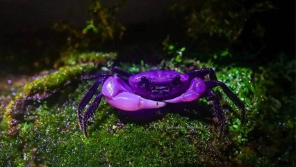 Rare Purple Princess Crabs Spotted in Thailand