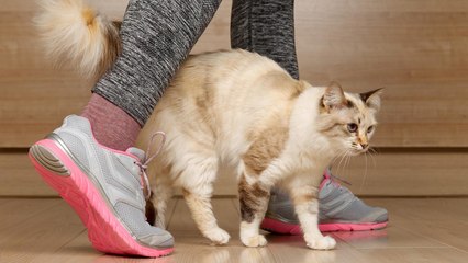 Understanding a Cat’s Behavior: Why Does It Rub and Scratch Against You?