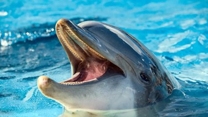 The Dark Side of Dolphins: 8 Surprising Facts