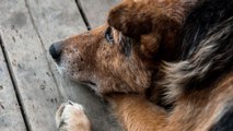 6 Signs Your Dog May Be Nearing the End: How to Support Them with Love and Care