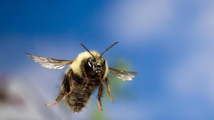 Bees Can Fly Higher Than Mount Everest