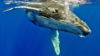One Day, Whales Might Join the Conversation — In Their Own Language
