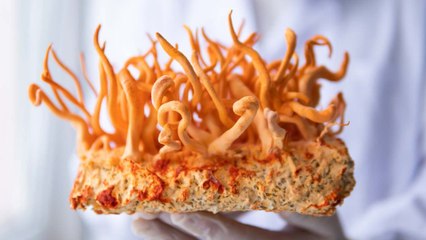 Modified Himalayan Fungus Compound Boosts its Anti-Cancer Properties 40x