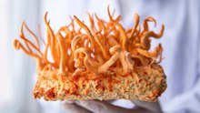 Modified Himalayan Fungus Compound Boosts its Anti-Cancer Properties 40x