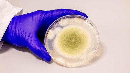 Deadly ‘Pharaoh’s Curse’ Fungus May Hold Key to Fighting Cancer