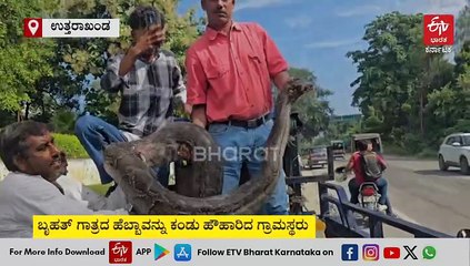 18 ಅಡಿ ಉದ್ದ, 1 ಕ್ವಿಂಟಾಲ್ 75 ಕೆ.ಜಿ ತೂಕದ ದೈತ್ಯ ಹೆಬ್ಬಾವು ರಕ್ಷಣೆ: ವಿಡಿಯೋ ನೋಡಿ