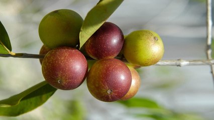 Why Camu-Camu Berry Is a Superfood Powerhouse for Your Health