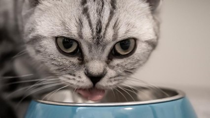 10 Foods Your Cat Should Never Be Allowed to Eat