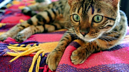 10 Reasons Why You Don’t Want to Own a Bengal Cat