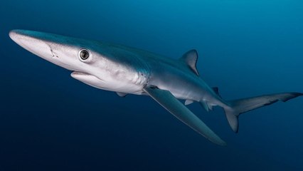 9 Incredible Shark Facts You Probably Didn’t Know