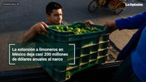 La extorsión a limoneros en México deja casi 200 millones de dólares anuales al narco