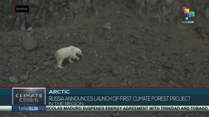 Arctic: Russia announces launch of first climate forest project in the region