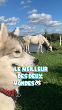 Banalisez le fait de les emmener partout avec vous ♥️. Ils n’aiment pas que la balade du quartier, ou les plaines, ou être dans un bois. Ils adorent être avec vous et tout partager avec leur humain ✨